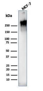 Western blot analysis of MCF-7 cell lysate using Anti-MUC1 Antibody [rMUC1/955]