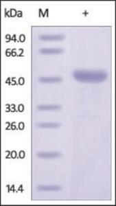 The purity of rh BCL2L1, N-GST Tag was determined by DTT-reduced (+) SDS-PAGE and staining overnight with Coomassie Blue.