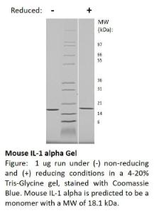 Mouse recombinant IL-1 alpha (from <i>E. coli</i>)