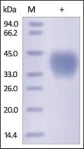 The purity of rh CD48 /SLAMF2 /BCM1 was determined by DTT-reduced (+) SDS-PAGE and staining overnight with Coomassie Blue.