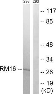 Antibody anti-MRPL16 A99288-100 100 µg