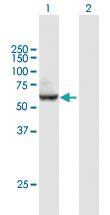 Anti-SRC Mouse Polyclonal Antibody