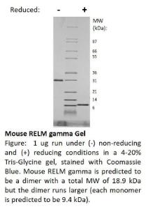 Mouse recombinant RELM-gamma (from <i>E. coli</i>)