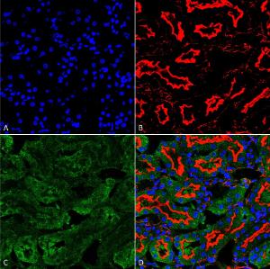 Immunohistochemistry analysis of human kidney, fixed in formalin