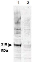 Anti-CDC16 Rabbit Polyclonal Antibody