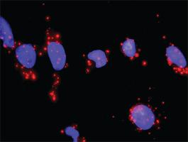 Anti-TRAF2 + FRAP1 Antibody Pair