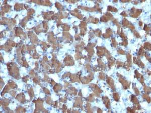 Anti-HepPar-1 antibody