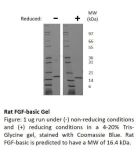 Rat Recombinant FGF-basic (from E. coli)