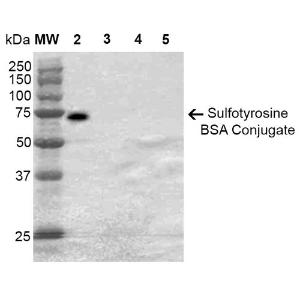 Western blot analysis of Sulfotyrosine-BSA Conjugate showing detection of 67 kDa Sulfotyrosine protein using Anti-Sulfotyrosine Antibody [7C5] (A304811) at 1:1,000 for 2 hours at room temperature