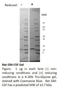 Rat Recombinant GM-CSF (from <i>E. coli</i>)