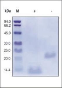 The purity of rhBMP2 was determined by SDS-PAGE of reduced (+) and non-reduced (-) rhBMP2 and staining overnight with Coomassie Blue.