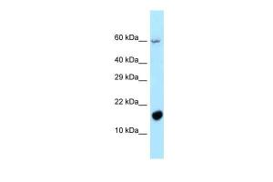 Anti-NREP Rabbit Polyclonal Antibody