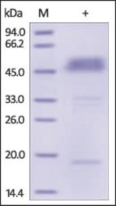 The purity of rh BTLA / CD272 Fc Chimera was determined by DTT-reduced (+) SDS-PAGE and staining overnight with Coomassie Blue.