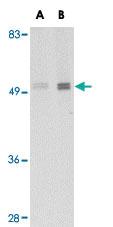 Anti-IRGC Rabbit Polyclonal Antibody