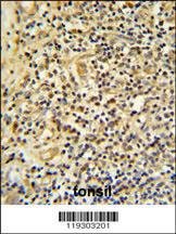 Anti-FKBP11 Rabbit Polyclonal Antibody (AP (Alkaline Phosphatase))