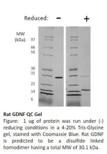 Rat Recombinant GDNF (from E. coli)