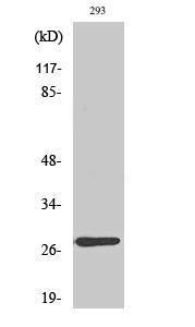 Antibody anti-MRPL16 A99288-100 100 µg