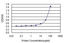 Anti-IDO1 Antibody Pair