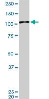 Anti-MAPK6 Mouse Monoclonal Antibody [clone: 4C11]