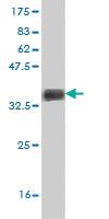 Anti-SRSF3 Mouse Monoclonal Antibody [clone: 2D2]