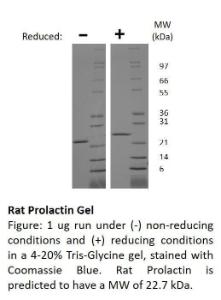 Rat Recombinant Prolactin (from E. coli)