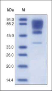 The purity of rh CADM1 was determined by DTT-reduced (+) SDS-PAGE and staining overnight with Coomassie Blue.