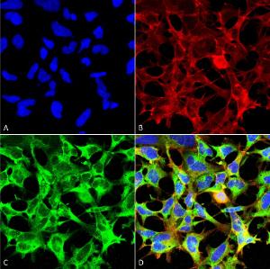 Immunocytochemistry/Immunofluorescence analysis of human embryonic kidney epithelial cell line (HEK293), fixed in 5% formaldehyde for 5 minutes, using Anti-Sulfotyrosine Antibody [7C5] (A304811), at 1:50 for 30-60 min at room temperature