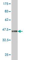 Anti-TAF1 Mouse Monoclonal Antibody [clone: 1E11]