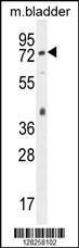 Anti-PECAM1 Rabbit Polyclonal Antibody