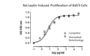 Rat Recombinant Leptin (from <i>E. coli</i>)