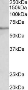 Anti-SLC47A2 Antibody (A82753) (0.1 µg/ml) staining of Human Testis lysate (35 µg protein in RIPA buffer). Primary incubation was 1 hour. Detected by chemiluminescence