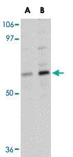 Anti-TMEM214 Rabbit Polyclonal Antibody