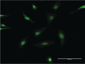 Anti-SRC Mouse Monoclonal Antibody [clone: 1B9]