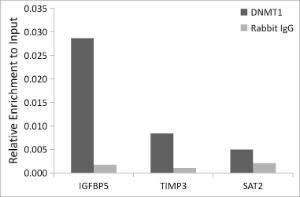 Chromatin immunoprecipitation (ChIP) analysis of extracts of Jurkat cells, using Anti-Dnmt1 Antibody (A307715) and Rabbit IgG. The amount of immunoprecipitated DNA was checked by quantitative PCR. Histogram was constructed by the ratios of the immunoprecipitated DNA to the input