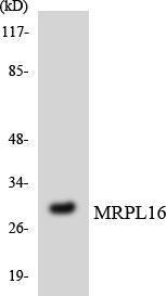 Western blot analysis of the lysates from HeLa cells using Anti-MRPL16 Antibody