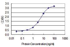 Anti-IDO1 Polyclonal Antibody Pair