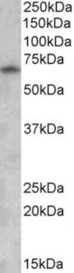 EB09109 (0.5 µg/ml) staining of Human Brain (Cerebral Cortex) lysate (35 µg protein in RIPA buffer). Primary incubation was 1 hour. Detected by chemiluminescence.