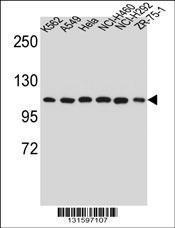 Anti-HSP90B1 Rabbit Polyclonal Antibody (Biotin)