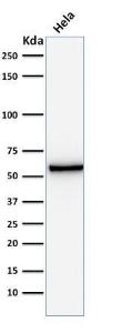 Western blot analysis of HeLa cell lysate using Anti-Mitochondria Antibody [AE-1]