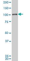 Anti-MAPK6 Mouse Monoclonal Antibody [clone: 4C11]