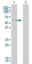 Anti-EDC3 Mouse Monoclonal Antibody [clone: 4E3-3A4]