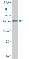 Anti-TAF1 Mouse Monoclonal Antibody [clone: 1G9]