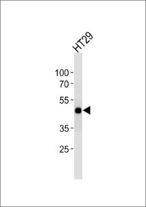 Anti-CREB1 Rabbit Polyclonal Antibody (AP (Alkaline Phosphatase))