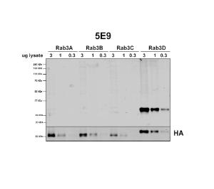 Western blot analysis of human HEK293 cells overexpressing RAB3A, RAB3B, RAB3C, and RAB3D showing detection of RAB3D protein using Anti-Rab3D Antibody [5E9] (A304812)