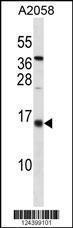 Anti-ID3 Rabbit Polyclonal Antibody (HRP (Horseradish Peroxidase))