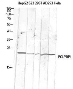 Anti-PGRPS Rabbit Polyclonal Antibody