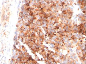 Anti-CD63 antibody