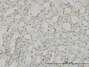 Anti-CDKL1 Mouse Monoclonal Antibody [clone: 5B11]