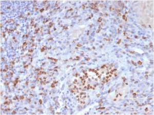 Anti-CD63 antibody