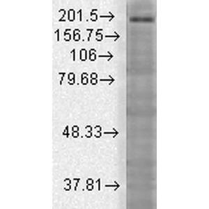 Western blot analysis of rat brain membrane lysate showing detection of SHANK3 protein using Anti-SHANK3 Antibody [S69] (A304813) at 1:1,000 for 2 hours at room temperature Load: 15  µg Block: 15% BSA for 30 minutes at room temperature